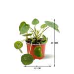 ⁦PILEA PEPEROMOIDES ارتفاع 30 سم P(S) (FP)⁩ - الصورة ⁦3⁩