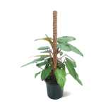 Philodendron El Choco Red – 100 cm Height