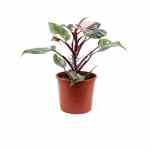 Philodendron Pink Princess – 40 cm Height