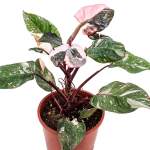 Philodendron Pink Princess – 40 cm Height - Image 2