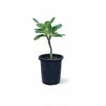 Plumeria Obtusa – 80 cm Height