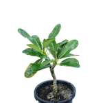Plumeria Obtusa – 80 cm Height - Image 2
