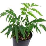 Polyscias Filicifolia - Image 2