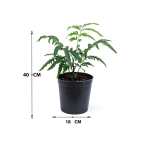 Polyscias Filicifolia - Image 3