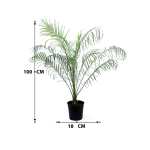 Pygmy Date Palm – 100 cm Height - Image 3