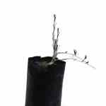 Rhanterium Epapposum (Arfaj)