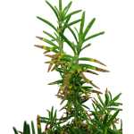 Rosemary – 60 cm Height - Image 2