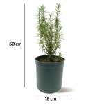 Rosemary – 60 cm Height - Image 3