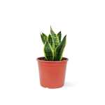 Sansevieria – 40 cm Height