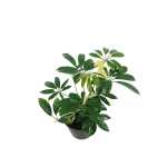 Schefflera Gold – 35 cm Height - Image 2