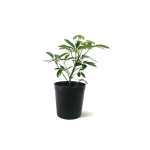 Schefflera Gold – 35 cm Height