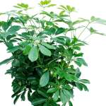 Schefflera Nora – 120 cm Height - Image 2