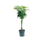 Schefflera Nora – 120 cm Height