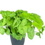 Syngonium Green – 55 cm Height - Image 2