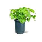 Syngonium Green – 55 cm Height