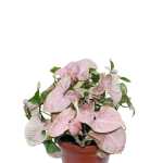 Syngonium Pink – 60 cm Height - Image 2