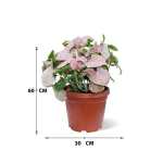 Syngonium Pink – 60 cm Height - Image 3