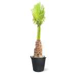 Washingtonia – 150 cm Height