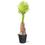 Washingtonia – 200 cm Height
