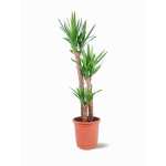 Yucca – 120 cm Height