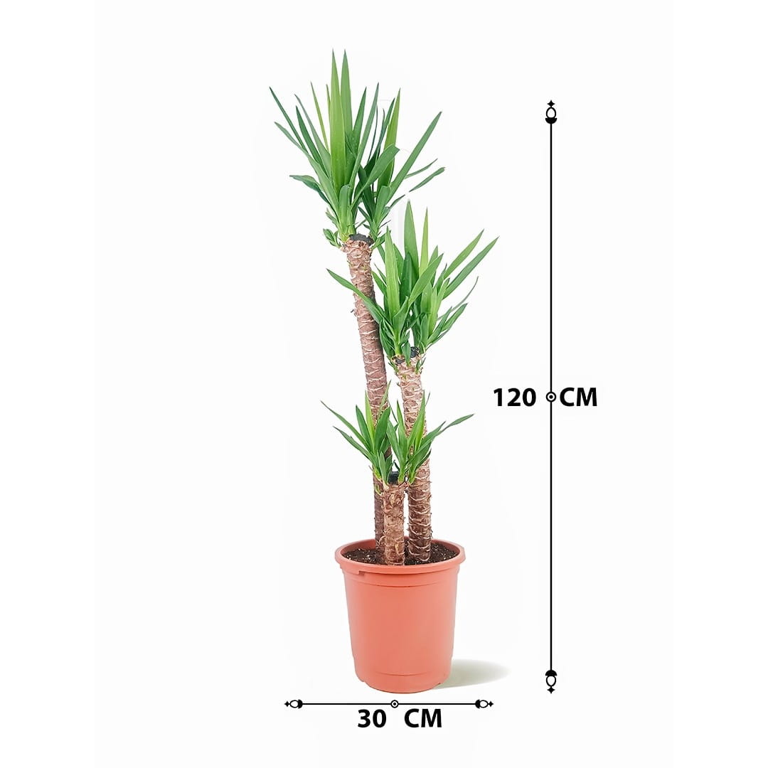 Yucca – 120 cm Height - Al Jahra Nursery