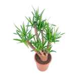 Yucca branched - Image 3