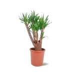Yucca branched