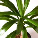 YUCCA HEAD  18C POT - Image 2