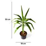 YUCCA HEAD  18C POT - Image 3