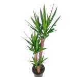 Yucca – 90 cm Height - Image 3