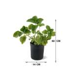 Zaatar – 40 cm Height - Image 3