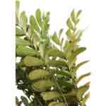 Zamia Furfuracea – 170 cm Height - Image 2