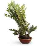 Zamia Furfuracea – 170 cm Height