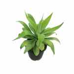Agave Attenuata – 80 cm Height - Image 3
