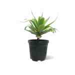 Agave Attenuata – 80 cm Height