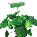 Alocasia Macrorrhiza – 35 cm Height - Image 2