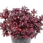 Alternanthera – 40 cm Height - Image 2