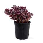 Alternanthera – 40 cm Height