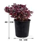 Alternanthera – 40 cm Height - Image 3