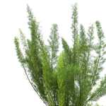 Asparagus Setaceus – 60 cm Height - Image 2