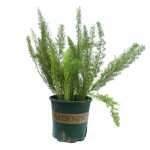 Asparagus Setaceus – 60 cm Height