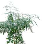 Buddleja Saligna - Image 2