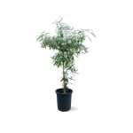 Buddleja Saligna