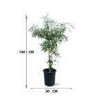 Buddleja Saligna - Image 3