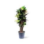 Croton Iceton – 110 cm Height