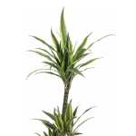 Dracaena Lemon Lime – 105 cm Height - Image 2