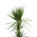Dracaena Marginata – 120 cm Height - Image 2
