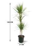 Dracaena Marginata – 120 cm Height - Image 3