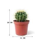 Echinocactus Grusonii – 20 cm Height - Image 3