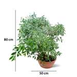 Ficus Bonsai – 80 cm Height - Image 3
